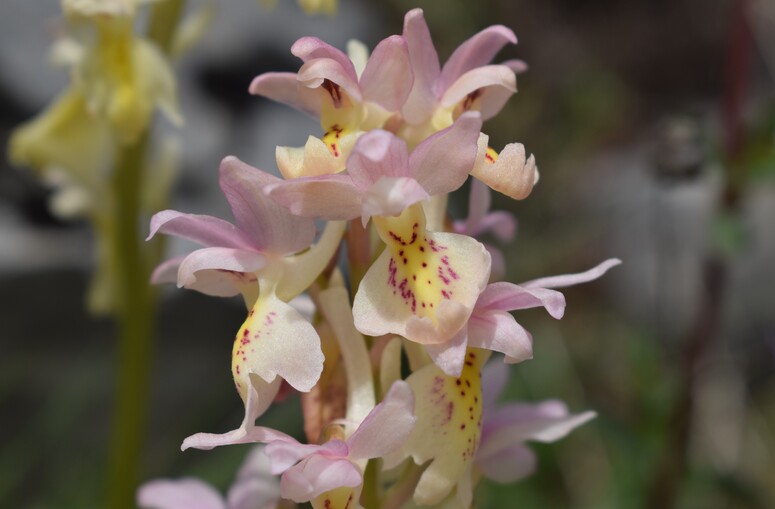 Il festival delle Orchis colemanii (Alpi Apuane)