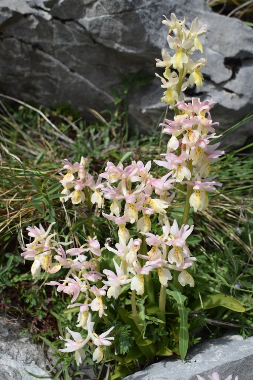 Il festival delle Orchis colemanii (Alpi Apuane)