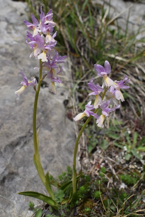 Il festival delle Orchis colemanii (Alpi Apuane)