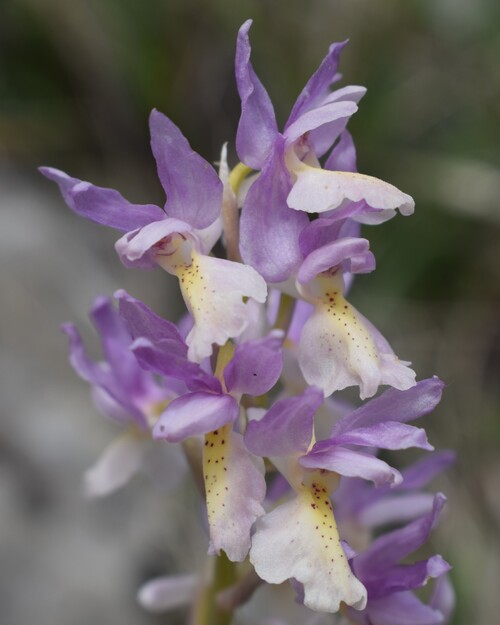 Il festival delle Orchis colemanii (Alpi Apuane)