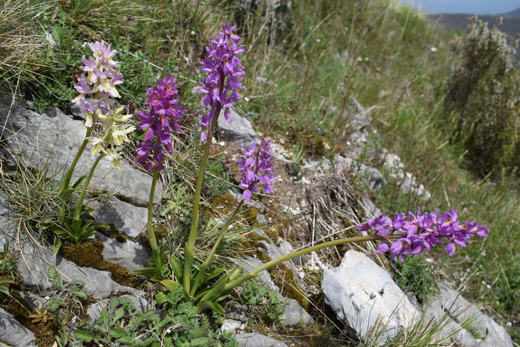 Il festival delle Orchis colemanii (Alpi Apuane)