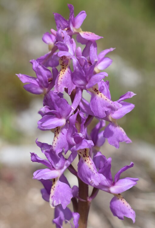 Il festival delle Orchis colemanii (Alpi Apuane)