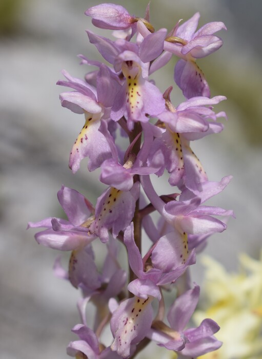 Il festival delle Orchis colemanii (Alpi Apuane)