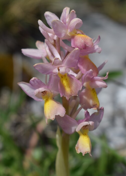 Il festival delle Orchis colemanii (Alpi Apuane)