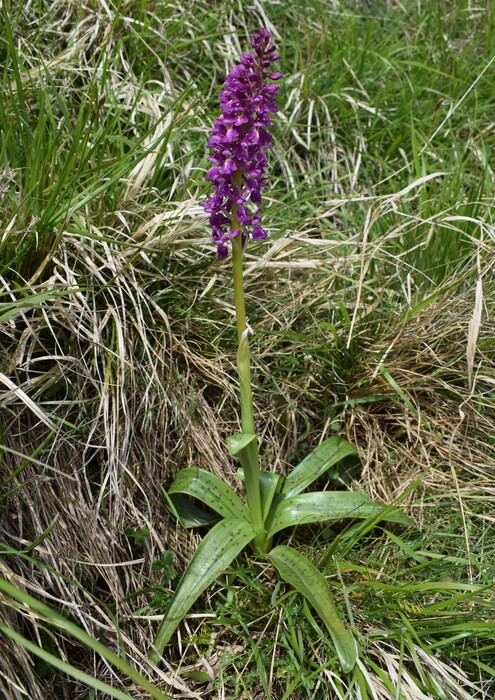 Il festival delle Orchis colemanii (Alpi Apuane)