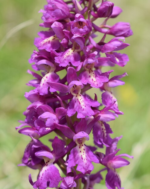 Il festival delle Orchis colemanii (Alpi Apuane)