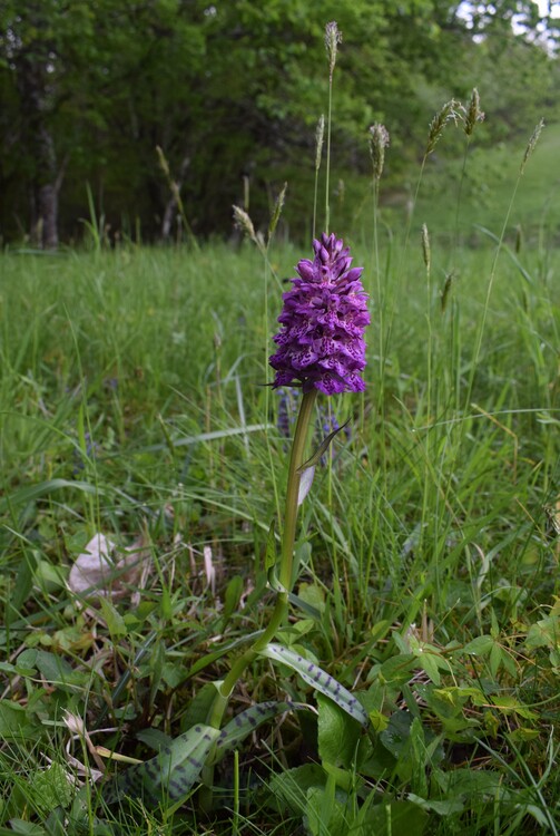 Dactylorhiza da identificare, forse ibrido (Appennino Parmense)