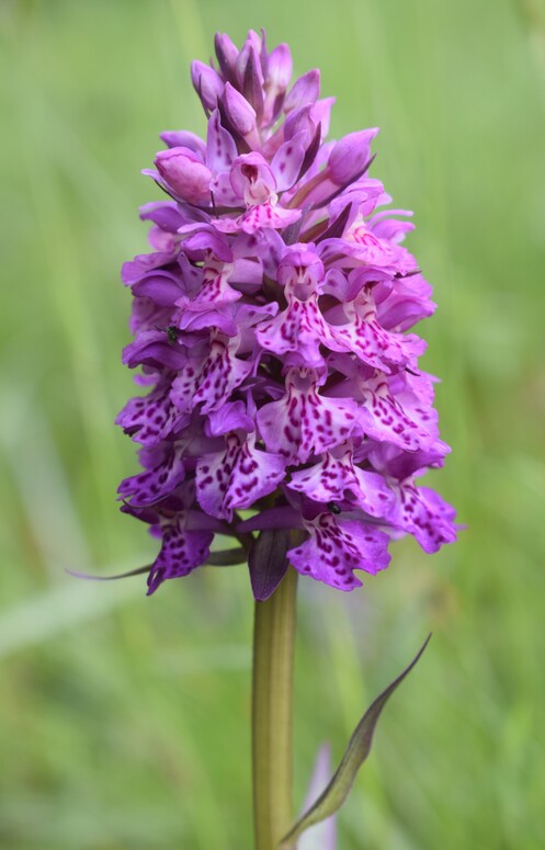 Dactylorhiza da identificare, forse ibrido (Appennino Parmense)