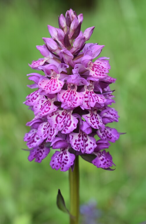 Dactylorhiza da identificare, forse ibrido (Appennino Parmense)