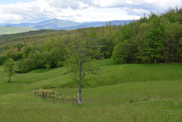 Dactylorhiza da identificare, forse ibrido (Appennino Parmense)