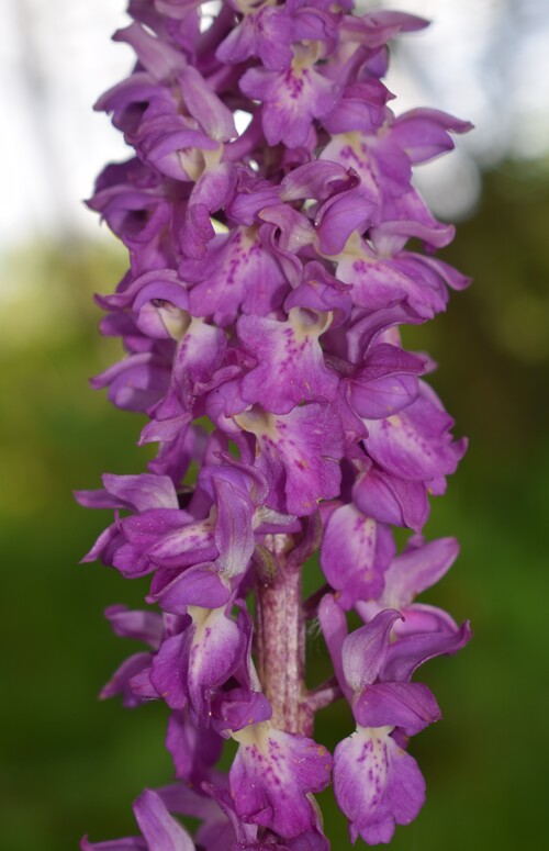 Orchis haussknechtii (Val Cavallina, Prealpi Bergamasche)