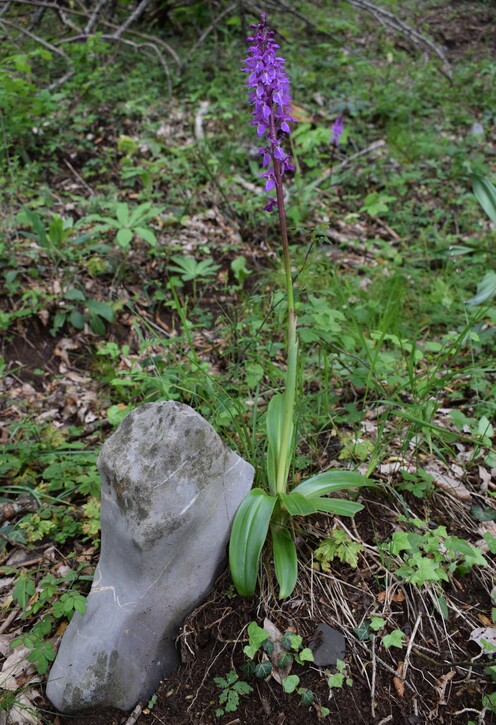 Orchis haussknechtii (Val Cavallina, Prealpi Bergamasche)