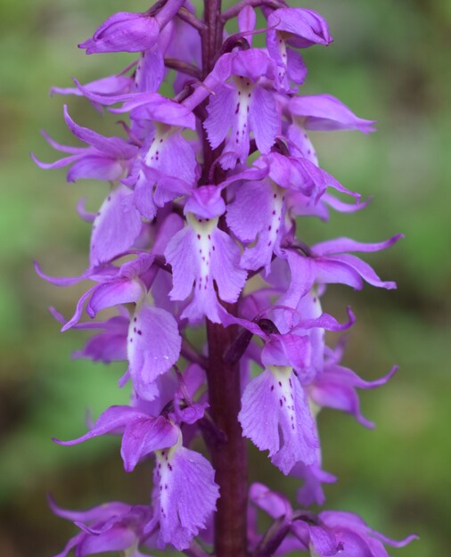 Orchis haussknechtii (Val Cavallina, Prealpi Bergamasche)