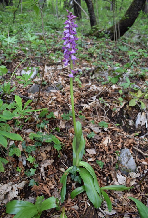 Orchis haussknechtii (Val Cavallina, Prealpi Bergamasche)