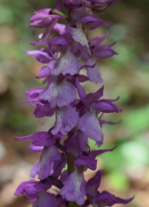 Orchis haussknechtii (Val Cavallina, Prealpi Bergamasche)