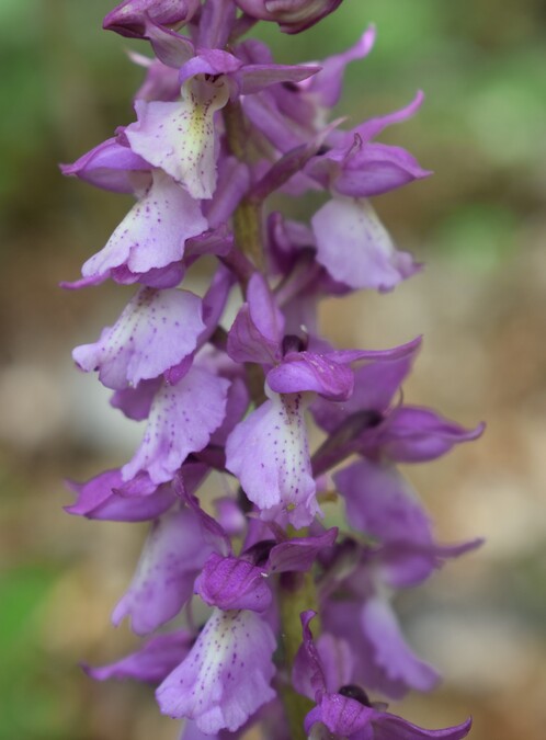 Orchis haussknechtii (Val Cavallina, Prealpi Bergamasche)