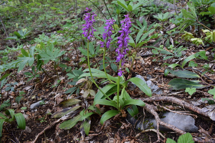 Orchis haussknechtii (Val Cavallina, Prealpi Bergamasche)