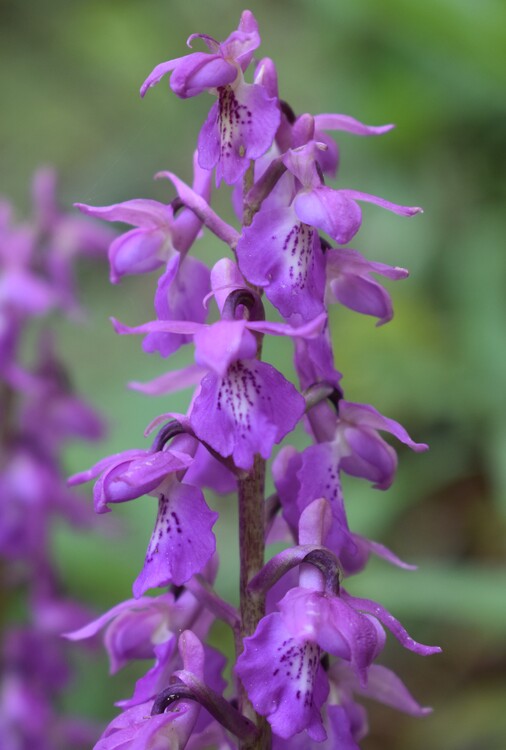 Orchis haussknechtii (Val Cavallina, Prealpi Bergamasche)