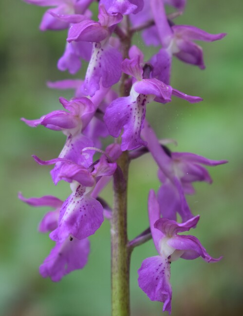 Orchis haussknechtii (Val Cavallina, Prealpi Bergamasche)