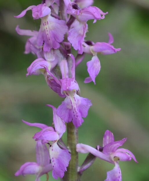 Orchis haussknechtii (Val Cavallina, Prealpi Bergamasche)