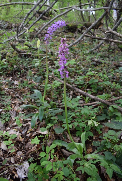 Orchis haussknechtii (Val Cavallina, Prealpi Bergamasche)