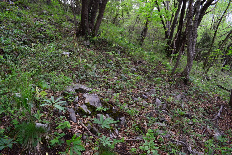 Orchis haussknechtii (Val Cavallina, Prealpi Bergamasche)