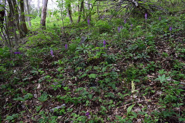 Orchis haussknechtii (Val Cavallina, Prealpi Bergamasche)