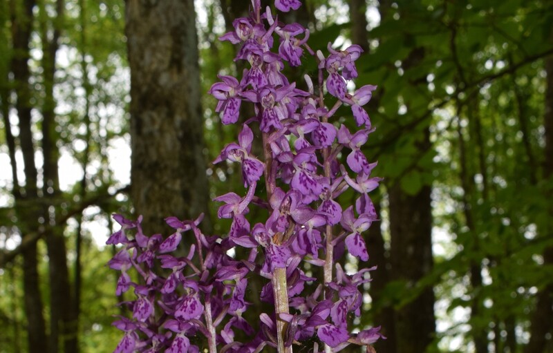 Orchis haussknechtii (Val Ceno, Appennino Parmense)