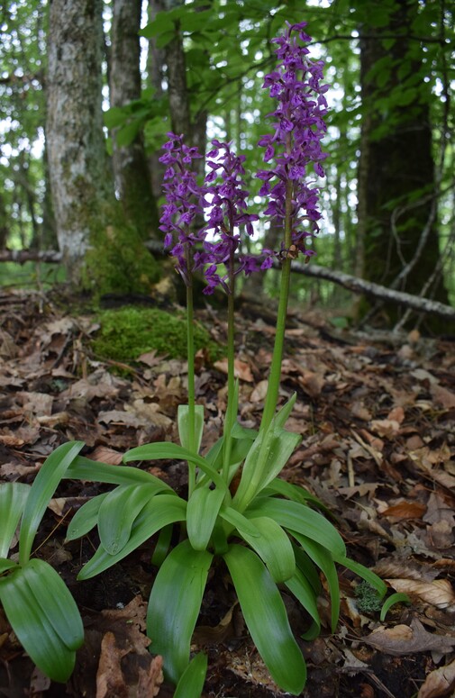 Orchis haussknechtii (Val Ceno, Appennino Parmense)