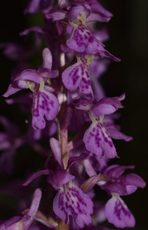 Orchis haussknechtii (Val Ceno, Appennino Parmense)