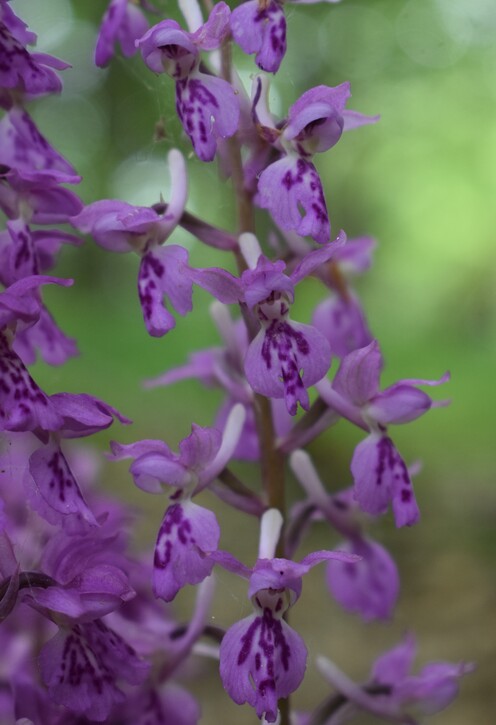 Orchis haussknechtii (Val Ceno, Appennino Parmense)