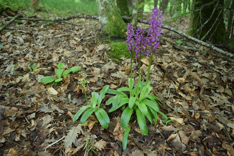 Orchis haussknechtii (Val Ceno, Appennino Parmense)