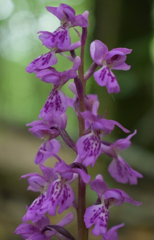 Orchis haussknechtii (Val Ceno, Appennino Parmense)