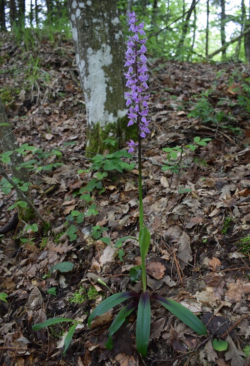 Orchis haussknechtii (Val Ceno, Appennino Parmense)