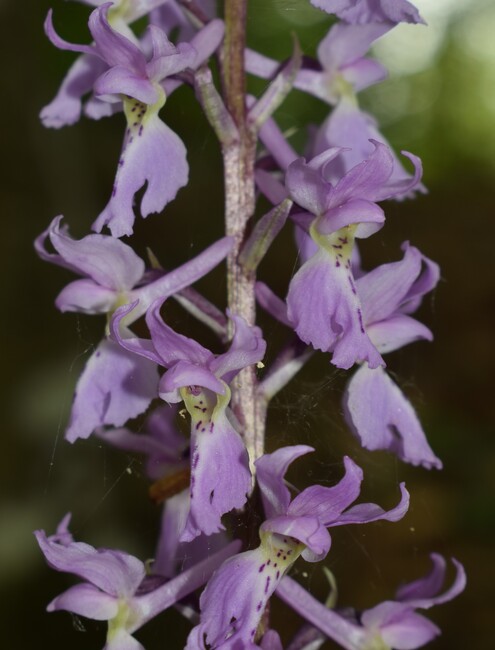 Orchis haussknechtii (Val Ceno, Appennino Parmense)