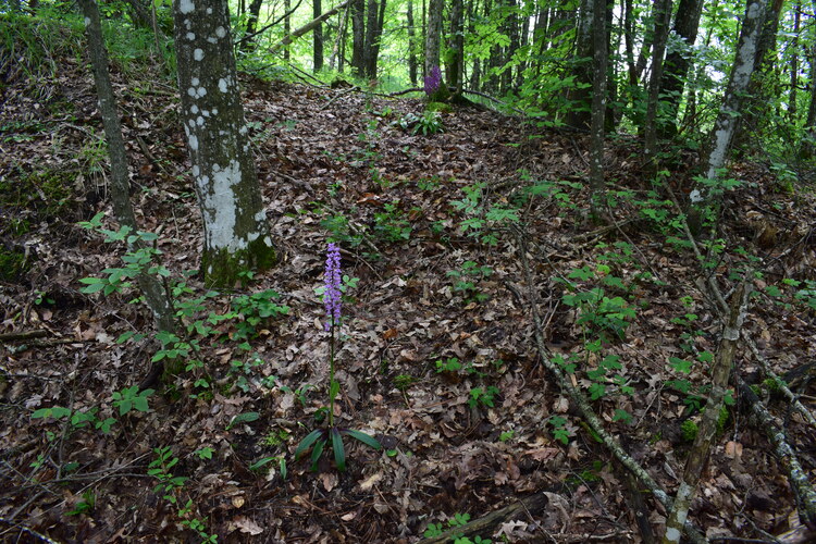 Orchis haussknechtii (Val Ceno, Appennino Parmense)