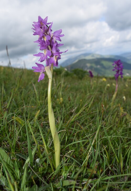 Nel grandioso Monte Catria (Appennino Umbro-Marchigiano)