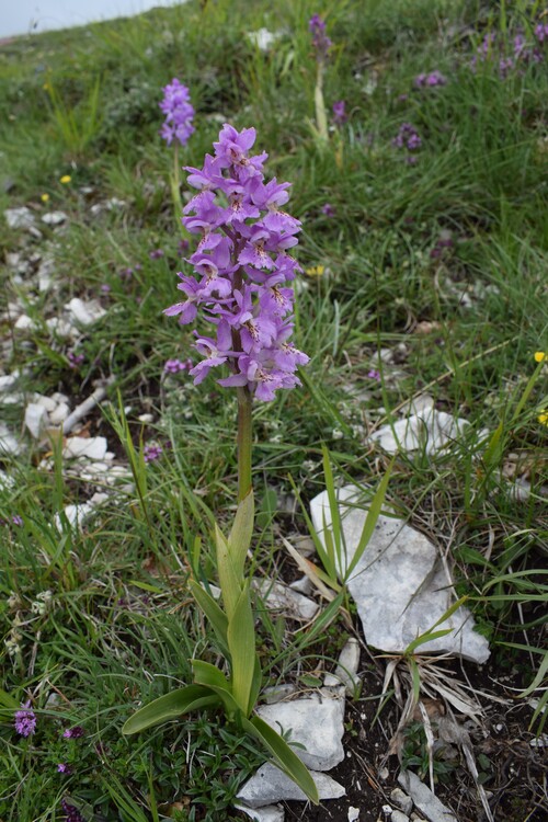 Nel grandioso Monte Catria (Appennino Umbro-Marchigiano)