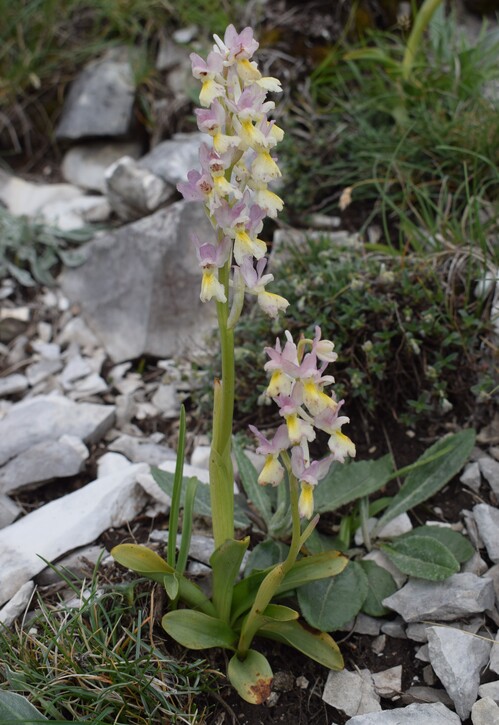 Nel grandioso Monte Catria (Appennino Umbro-Marchigiano)