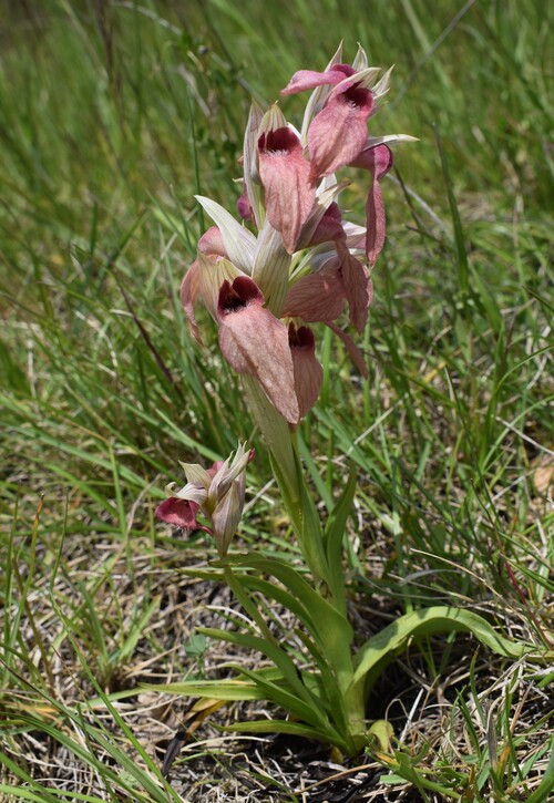 Serapias alberti? (Val Ceno, Appennino Parmense)