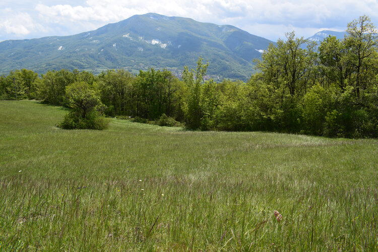 Serapias alberti? (Val Ceno, Appennino Parmense)