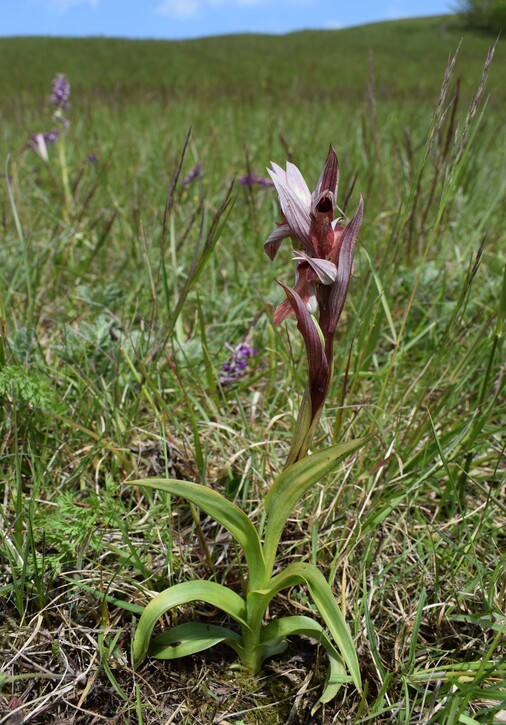 Serapias alberti? (Val Ceno, Appennino Parmense)