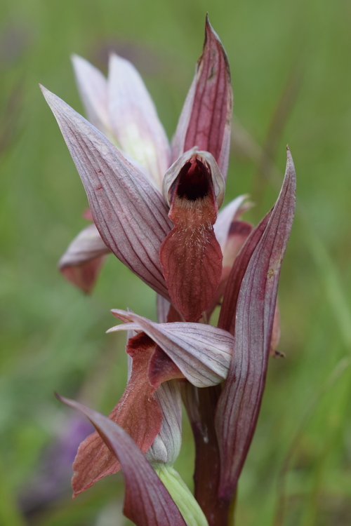 Serapias alberti? (Val Ceno, Appennino Parmense)