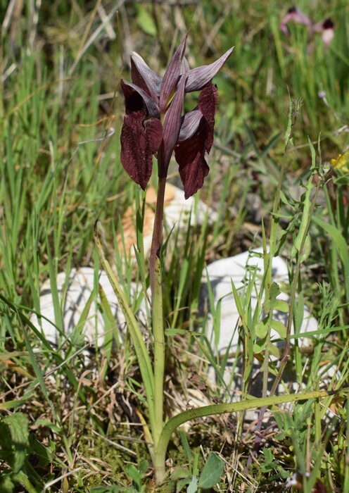 Serapias cordigera (Monti Pisani)