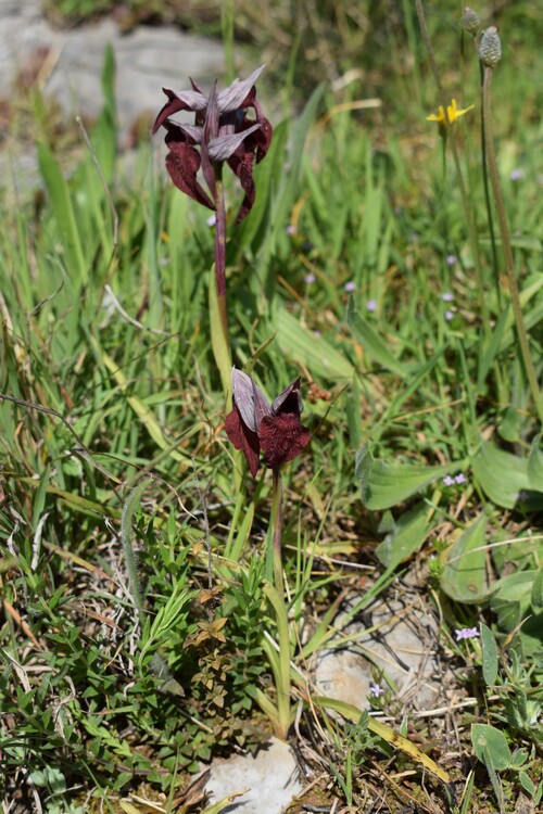 Serapias cordigera (Monti Pisani)