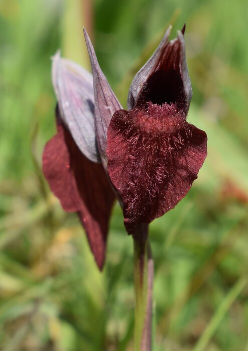 Serapias cordigera (Monti Pisani)