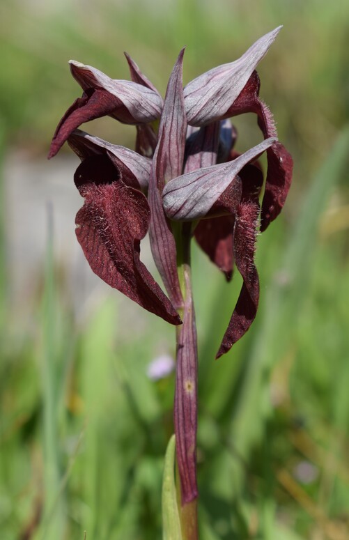 Serapias cordigera (Monti Pisani)