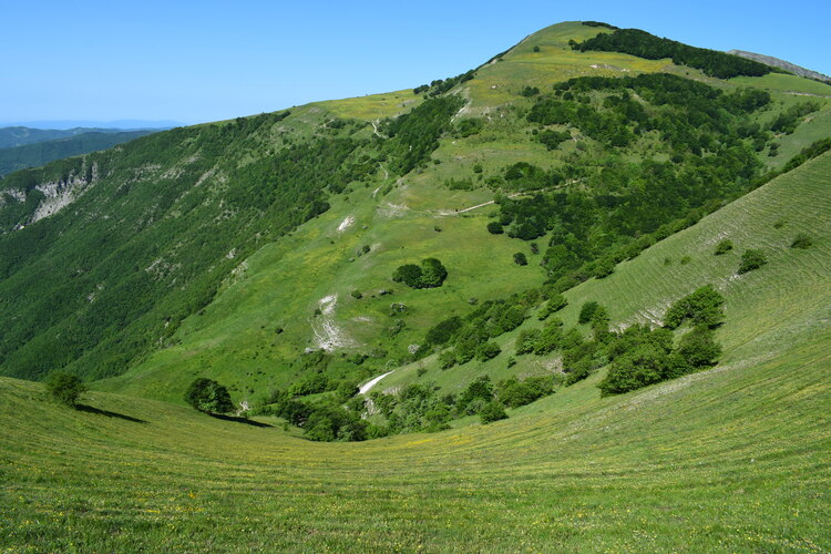 Le entusiasmanti fioriture di Monte Nerone (Appennino Umbro-Marchigiano)