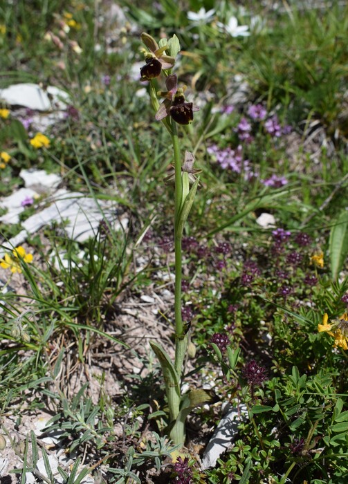 Le entusiasmanti fioriture di Monte Nerone (Appennino Umbro-Marchigiano)