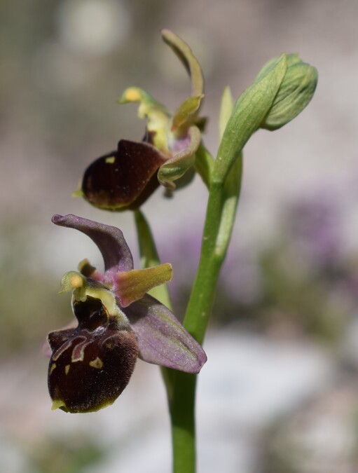 Le entusiasmanti fioriture di Monte Nerone (Appennino Umbro-Marchigiano)